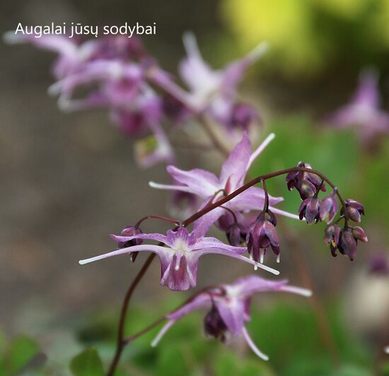 Epimedis (Epimedium grandiflorum) 'Lilafee'