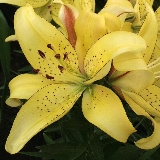 Lelija (Lilium) 'Fields of Gold'