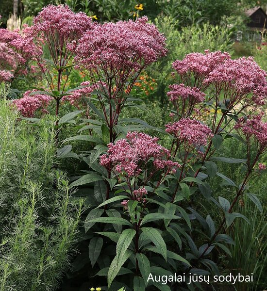 Kemeras (Eupatorium dubium) 'Little Joe'