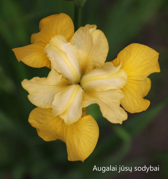 Sibirinis vilkdalgis (Iris sibirica) 'Lucky Locket'