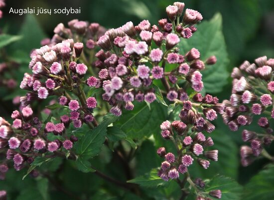 Kemeras raukšlėtasis (Eupathorium rugosum) 'Lucky Symphony'