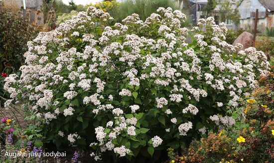 Kemeras raukšlėtasis (Eupathorium rugosum) 'Lucky Symphony'