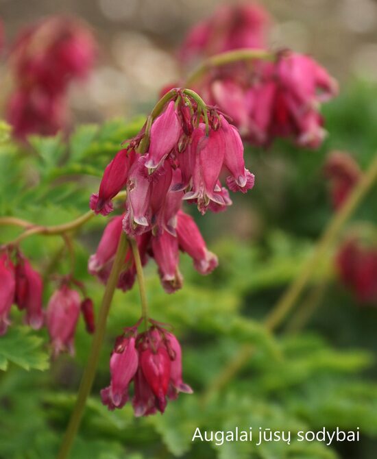 Auskarėliai (Dicentra) 'Luxuriant'
