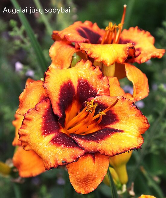 Viendienė (Hemerocallis) 'Madeline Nettles Eye'