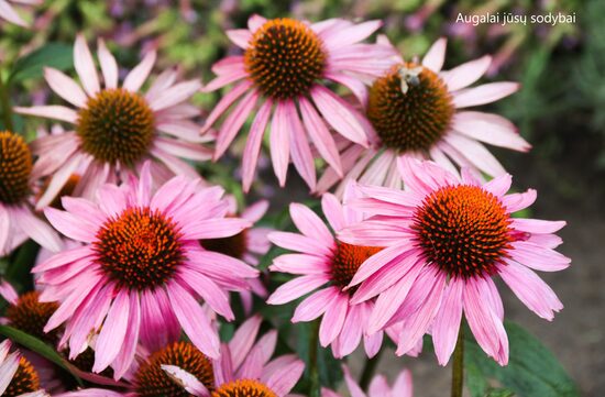 Ežiuolė rausvažiedė (Echinacea purpurea) 'Magnus'