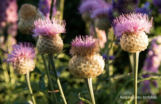 Bajorė (Centaurea pulchra) 'Major'