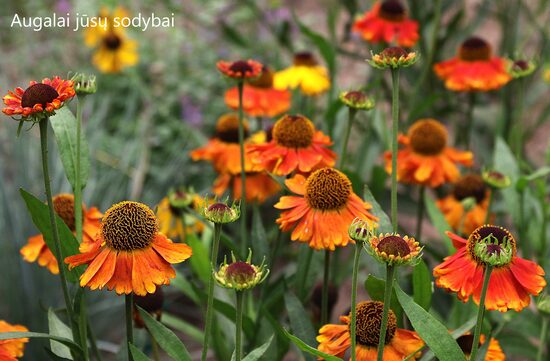Saulainė (Helenium) 'Mardi Gras'