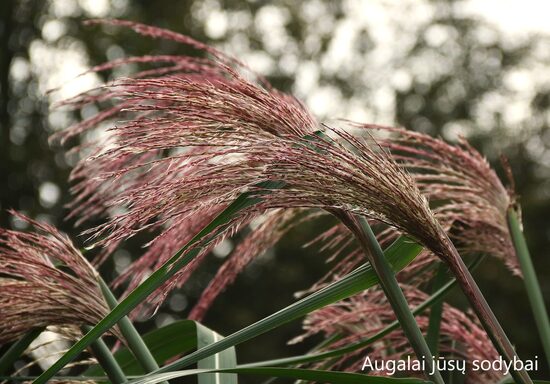 Aukštasis miskantas (Miscanthus x giganteus) 'Meidl'