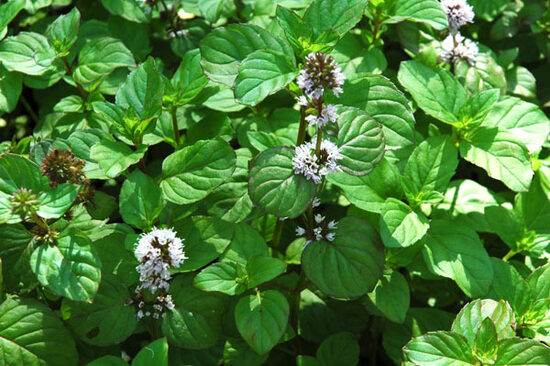 Apelsininė mėta (Mentha piperita var. citrata)