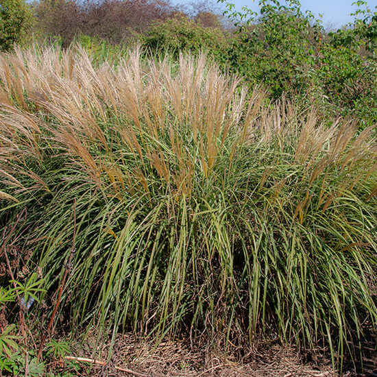 Kininis miskantas (Miscanthus sinensis) 'Adagio'