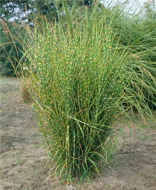 Kininis miskantas (Miscanthus sinensis) 'Golden Breeze'