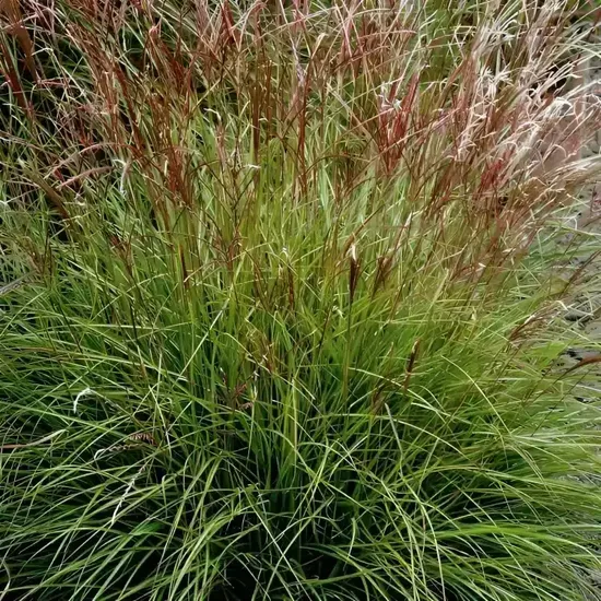 Kininis miskantas (Miscanthus sinensis) 'Cute One'
