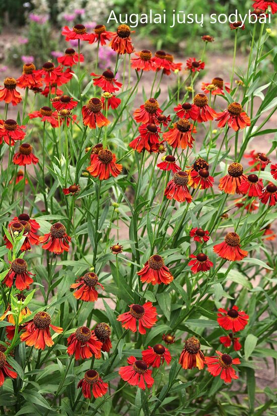 Saulainė (Helenium) 'Moerheim Beauty'