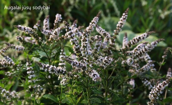 Mojito mėta (Mentha x villosa)