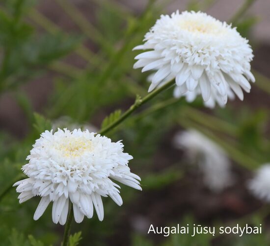 Skaistenis (Pyrethrum coccineum) 'Mont Blanc'