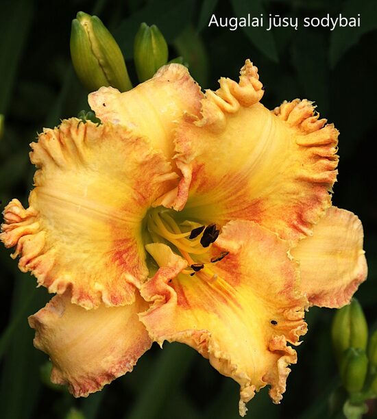 Viendienė (Hemerocallis) 'Montana Roja' 