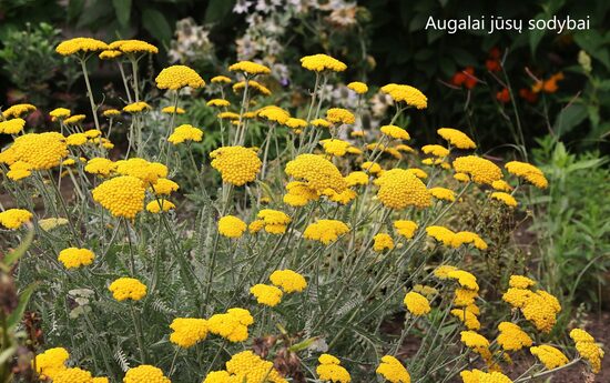 Kraujažolė (Achillea) 'Moonshine'