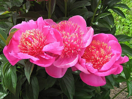 Bijūnas (Paeonia) 'Neon'