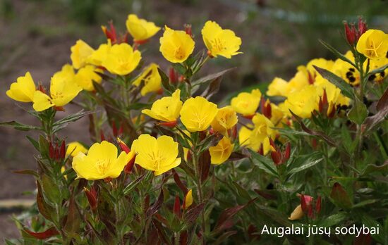 Nakviša keturbriaunė (Oenothera tetragona) 