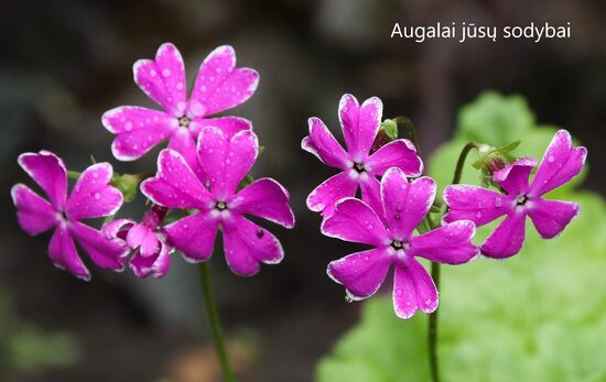 Ziboldo raktažolė (Primula sieboldii) 'Nankin-kozakura'