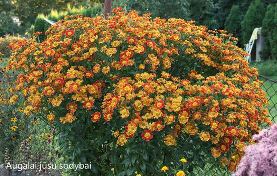 Saulainė (Helenium) 'Nella'