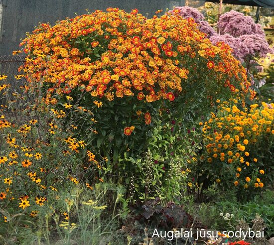 Saulainė (Helenium) 'Nella'