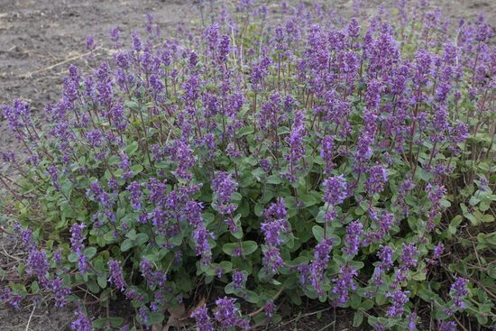Kekinė katžolė (Nepeta racemosa) 'Grog'