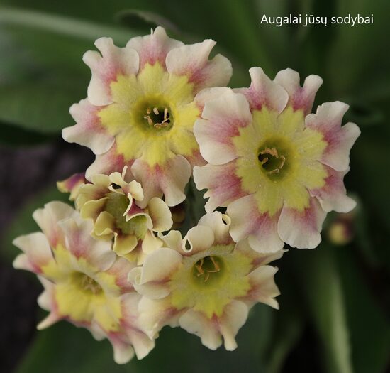 Raktažolė (Primula auricula) nr.1