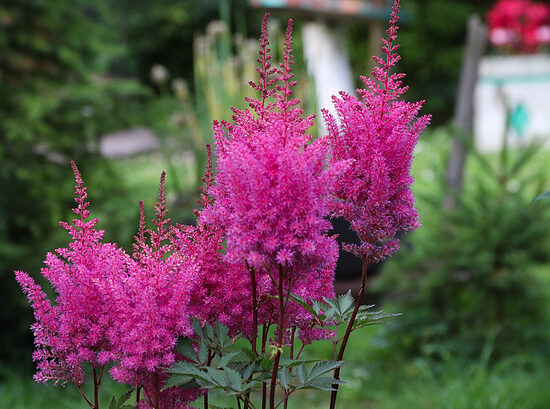 Astilbė (Astilbe) 'Gloria Purpurea'