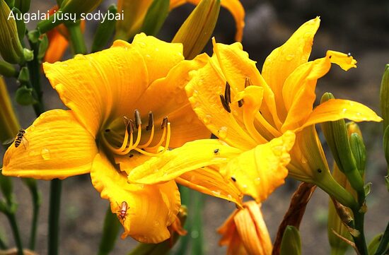 Viendienė (Hemerocallis) nr.10