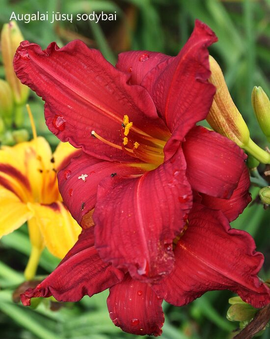 Viendienė (Hemerocallis) nr.15