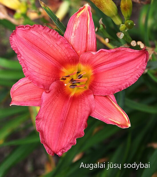 Viendienė (Hemerocallis) nr.16