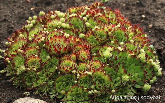 Šilropė (Sempervivum) nr.20