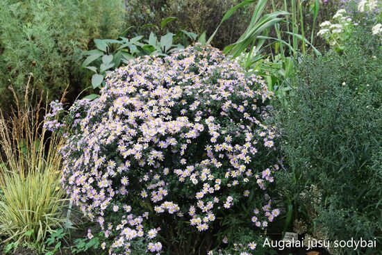 Astras (Aster) nr.5
