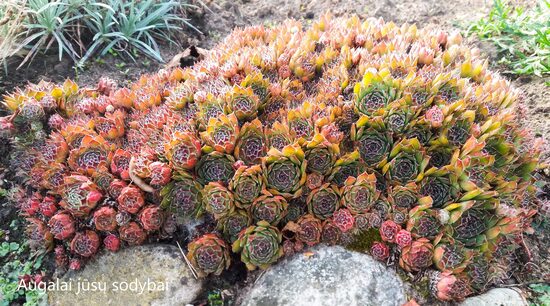 Šilropė (Sempervivum) nr.6