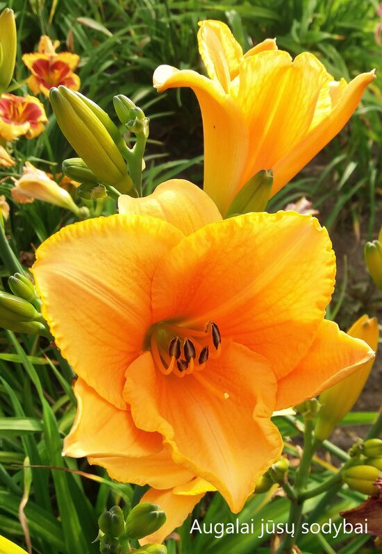 Viendienė (Hemerocallis) nr.9