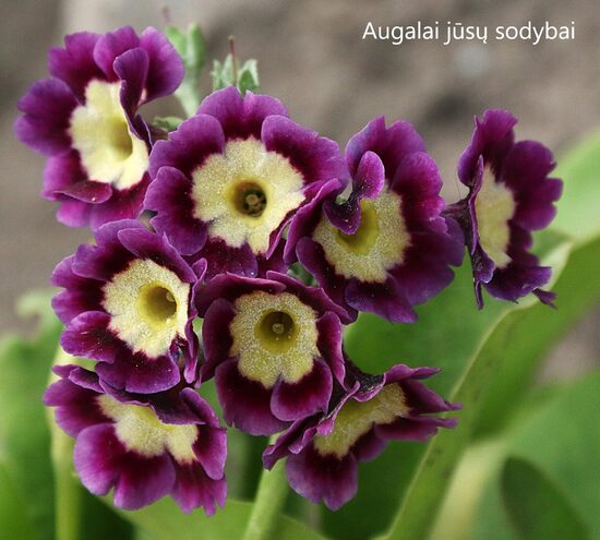 Raktažolė ausytoji (Primula auricula) nr.9