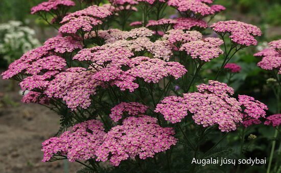 Paprastoji kraujažolė (Achillea millefolium) nr.4