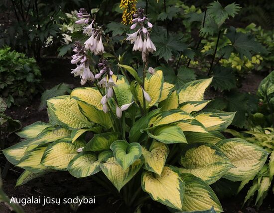 Melsvė (Hosta) 'Paul's Glory' 