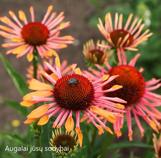 Ežiuolė (Echinacea) 'Orange Spider'