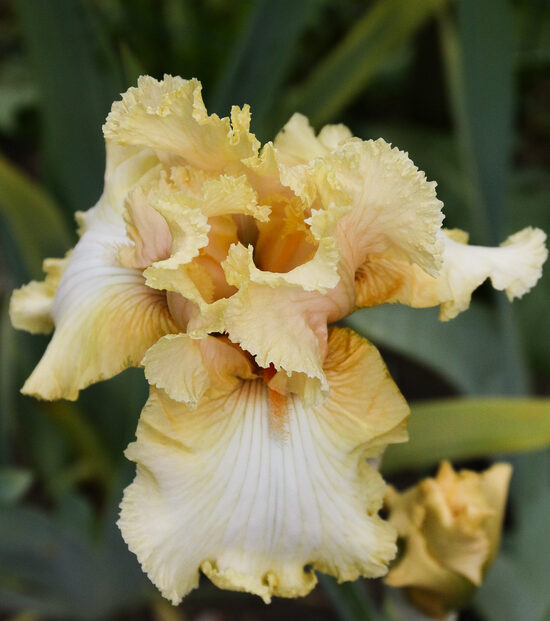 Vilkdalgis (Iris) 'Oriental'