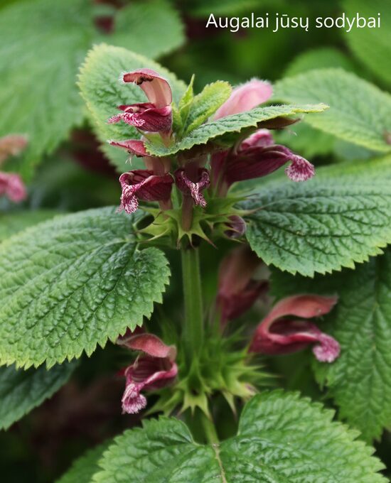 Didžioji notrelė (Lamium orvala)