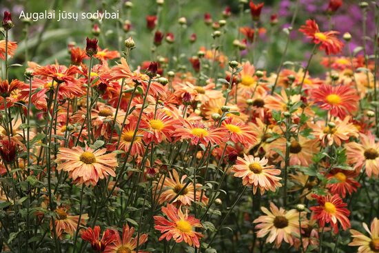 Chrizantema (Chrysanthemum) 'Osenije Izobylije'