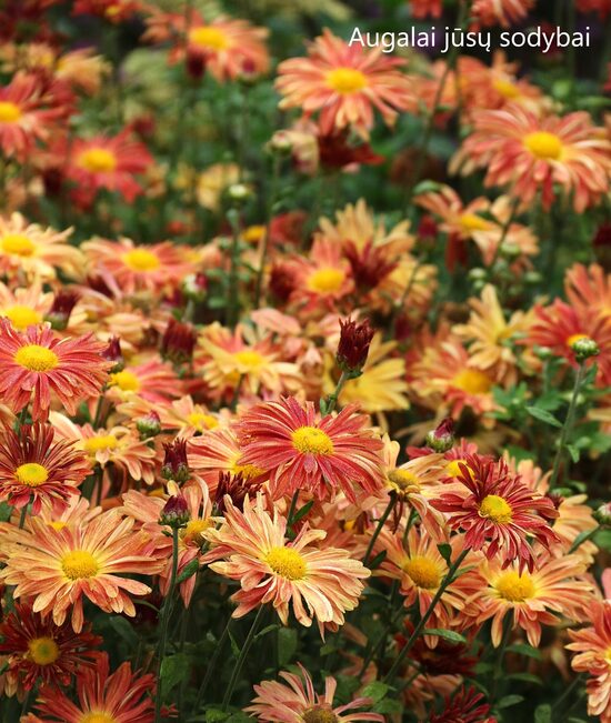 Chrizantema (Chrysanthemum) 'Osenije Izobylije'
