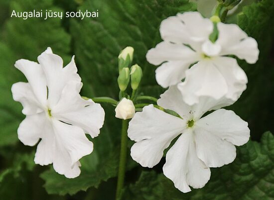 Ziboldo raktažolė (Primula sieboldii) 'Our White'