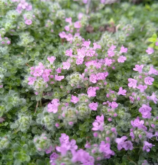 Čiobrelis vilnotasis (Thymus praecox) 'Pseudolanuginosus'