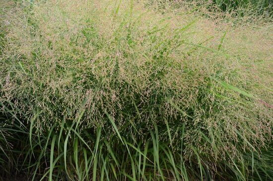 Rykštėtoji sora (Panicum virgatum) 'Stafa'