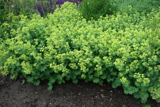 Rasakila (Alchemilla epipsila)
