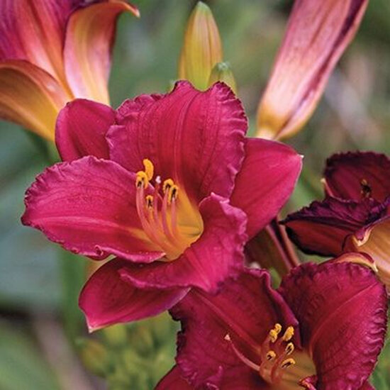 Viendienė (Hemerocallis) 'Cranberry Baby'