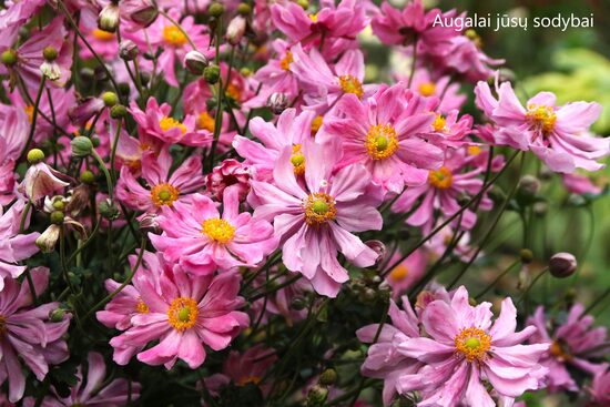 Plukė (Anemone x hybrida) 'Pamina'